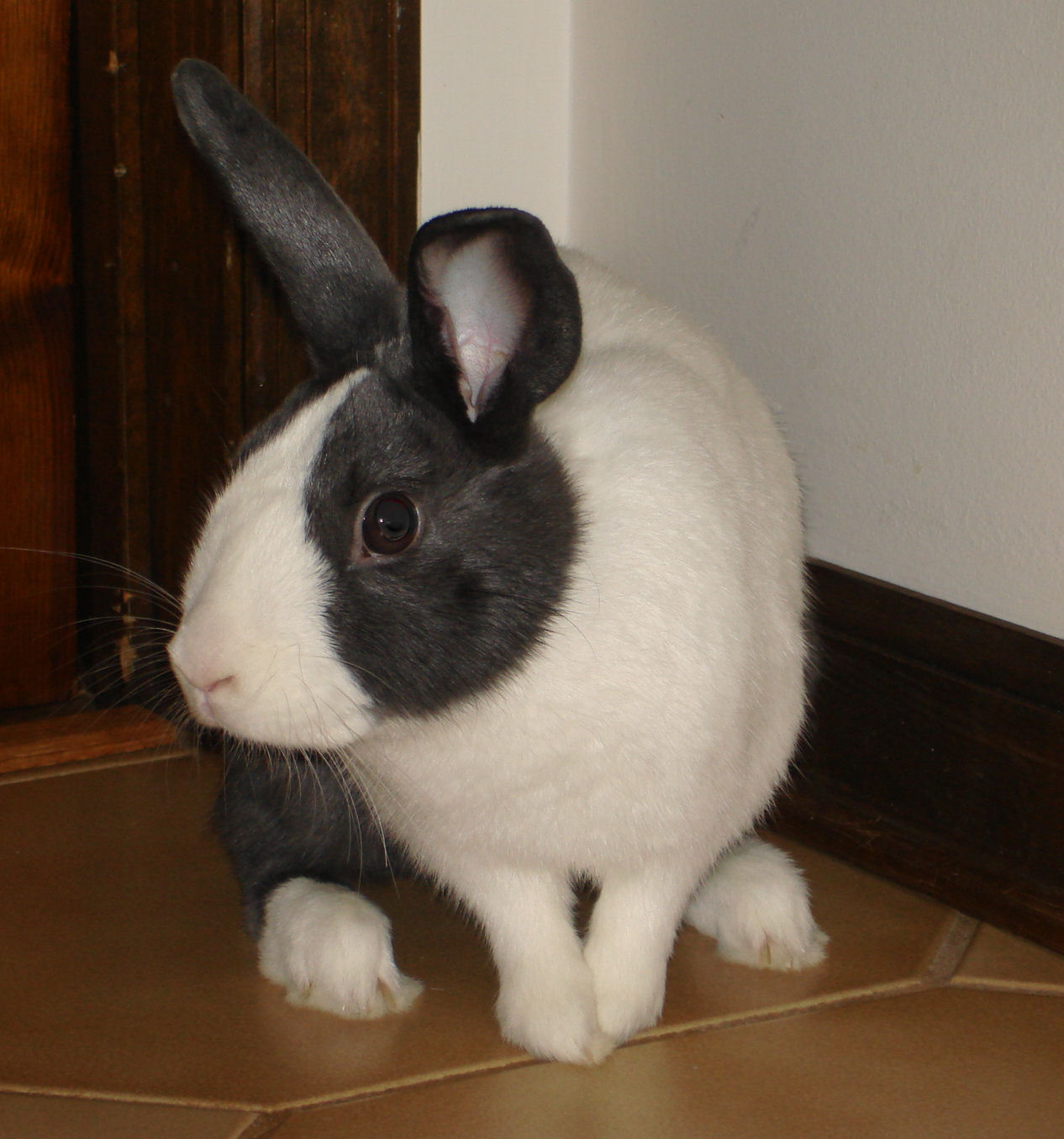 spayed female rabbit for sale
